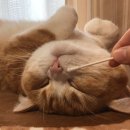 김냐옹 미용실 이미지