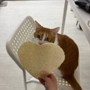 (주)고릴라바나나 | 満月の十五夜