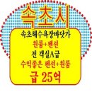 바닷가 민박 | 속초 속초시 바닷가 해수욕장 조양동 팬션 펜션 매매 민박 한달살기 급매 에어비앤비 게스트하우스 ktx...