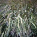 (주)청보리 이미지