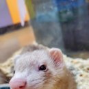 로던트클럽 화정 본점 이미지