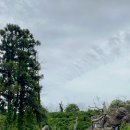 만다리노 이미지