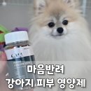우리피부 | 마음반려 고함량 강아지 피부 영양제, 우리 마로에게 먹여본 솔직 후기