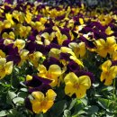 샤론화원 이미지