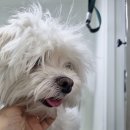 빵실하개 이미지