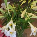 마리올라 이미지