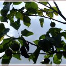 강선마을(중) 이미지