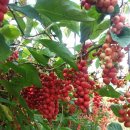 천등산농장 이미지