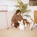 베버리 독스 이미지