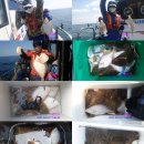 참가자미 티스토리