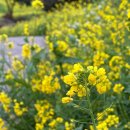 중문올레 이미지