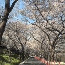 구례의길(섬진강길) | 구례 섬진강 벚꽃길 드라이브 코스 + 산채정식 맛집 후기(2)