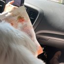 냥이멍이세상 이미지