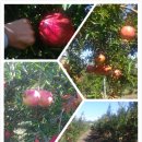 월하농장 이미지