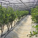 정우농원 이미지