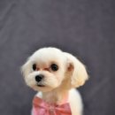 코코 펫 미용 이미지