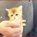 펫캐슬 강아지고양이 애견샵 의정부점 | 얘기해서 가봤는데 친구말 듣길 잘했어요 펫캐슬의정부강아지분양고양이분양애견샵 의정부고양이분양