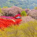 완산-131 이미지