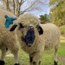 삼삼오오목장 이미지