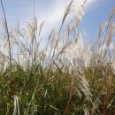 화명생태공원(화명운동장 내) 이미지