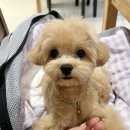 버블리독 | 청주 애견미용 용암동 버블리독 강아지 첫 미용 후기