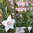 경방농장 Daum카페