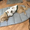 네발친구 이미지