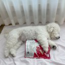 이지덴탈 | A2 이지츄 도그시그널 덴탈플러스 강아지 덴탈껌 후기