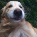 제주애견학교 이미지