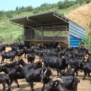 해든누리 흑염소농장 이미지