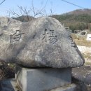도치천 Daum카페
