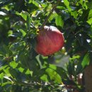 사화로-2 이미지