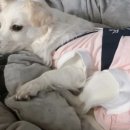 리오동물병원 이미지