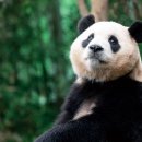 한국동물번식센타 이미지