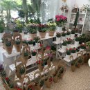 장미화원 달구리상회 이미지