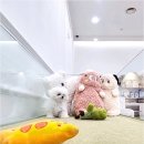 천안강아지분양 우리집퍼피 천안아산본점 (하이도그) 이미지