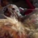 바오펫샵 이미지