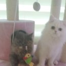 구로-구로-구로-2232 이미지