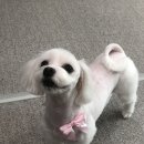 딩딩이발소 이미지