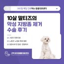 GD동물병원 | 고덕동동물병원, 10살 말티즈의 악성 지방종 제거 수술 후기 🩺