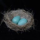 하얀둥지 이미지