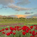 장평교 | 중랑천 산책코스 추천 | 장평교 튤립 핫플 뒤늦은 탐방후기 인생 노을