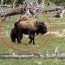 Watch a Young Grizzly Bear Take Down a Bison After a Protracted Battle 이미지