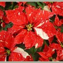 국제꽃식물원 이미지