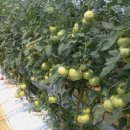 연옥농장 이미지