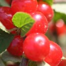 앵두나무우물가에 이미지