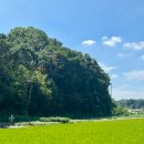 시흥시농업기술센터 | 시흥 연꽃테마파크 실시간 연꽃 개화 관곡지 농부시장