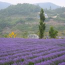(주)하늘푸드 제3공장 | 동해 무릉별 유천지 라벤더축제 주차장 강원도 동해시 가볼만한곳!