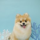 담담 그루밍 샵 이미지