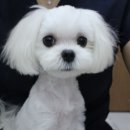 도희동물병원 이미지